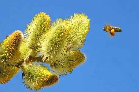 تصویر 3 از عرق بیدمشک ارومیه طبیعی با عطر اصیل و کیفیت مطلوب